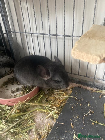 Chinchilla rodents in Hemel Hempstead - Advert 5