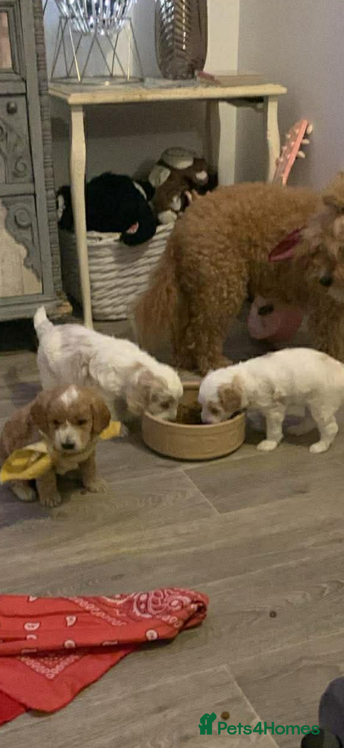 Mixed Breed dogs Little girl puppy for sale needs a loving home :) - Advert 4