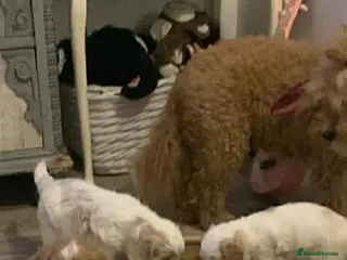 Mixed Breed dogs Little girl puppy for sale needs a loving home :) - Advert 4