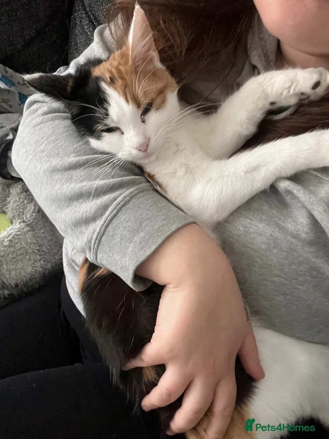 Mixed Breed cats for sale: Female calico 6months - Advert 1