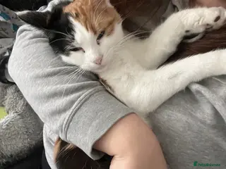 Mixed Breed cats Female calico 6months - Advert 16