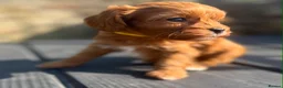 Cavapoo dogs for sale: Fox Red F1 Cavapoo’s - Advert 6