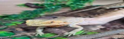 Bearded Dragon reptiles for sale: 3x Bearded dragons free to a good home  in Ludlow - Advert 3
