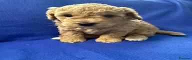 Bobi 