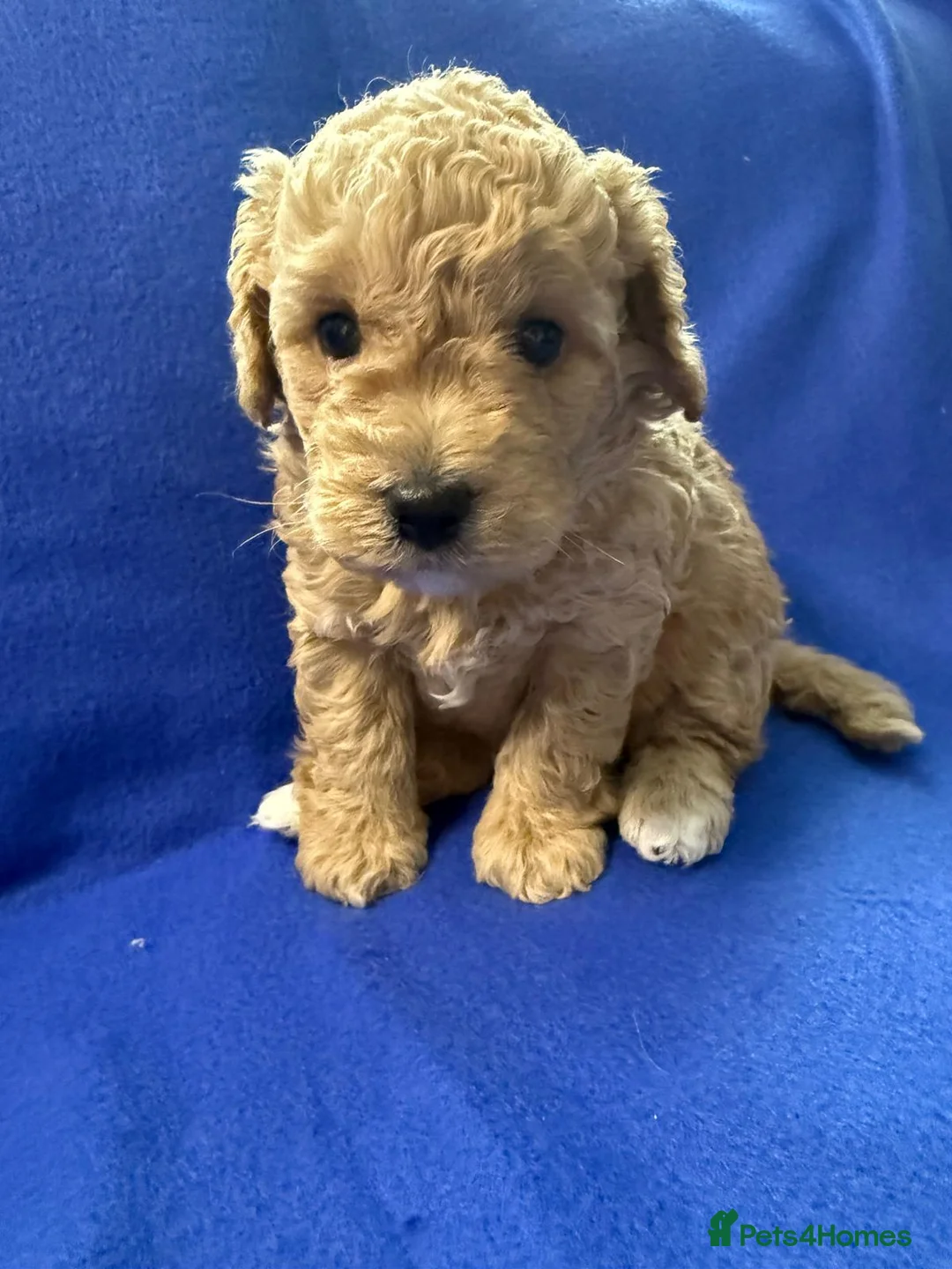 Maltipoo dogs for sale: Stunning Red & Apricot Maltipoo Puppies - Advert 17