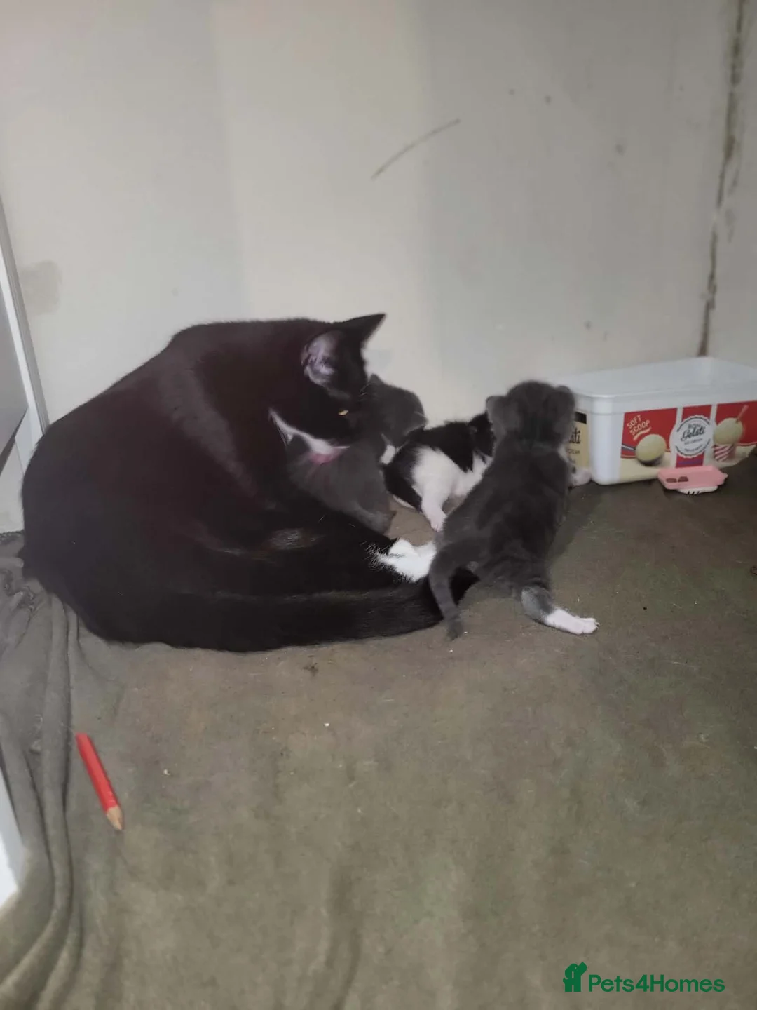American Shorthair cats for sale: 3 kittens for sale - Advert 7