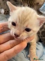 Bengal cats 🏆🎉New Pedigree Tica Mini Leopards Ready Soon🎉🏆 - Advert 7