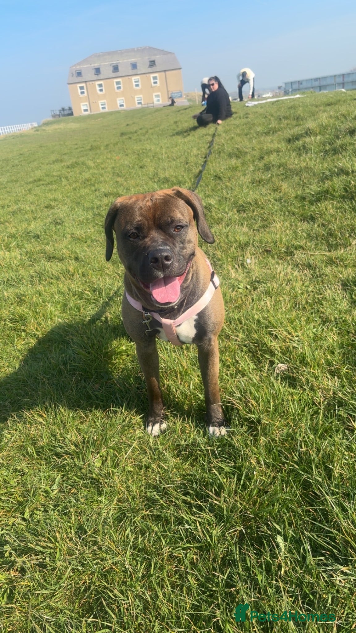 Mixed Breed dogs Staffy for sale  - Advert 1