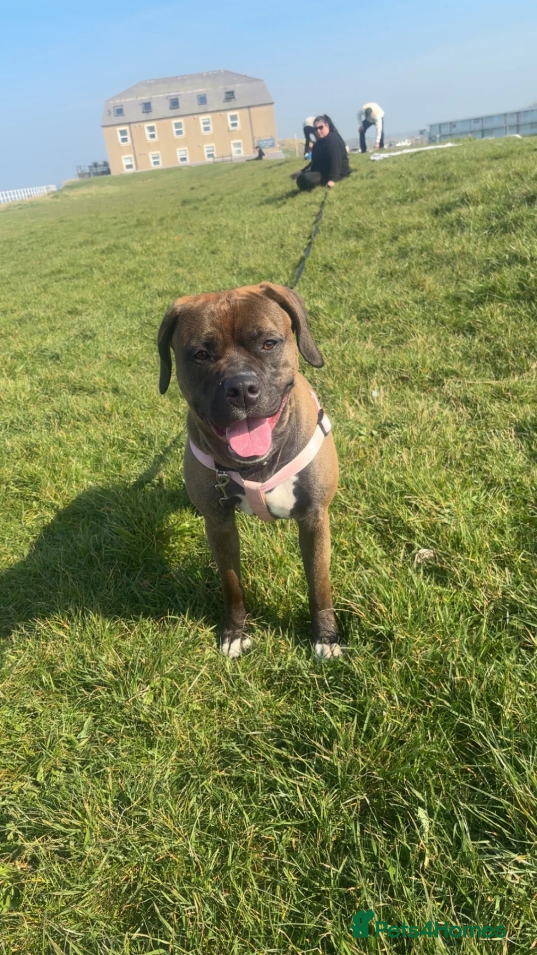 Mixed Breed dogs for sale: Staffy for sale  - Advert 1