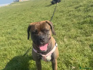 Mixed Breed dogs Staffy for sale - Advert 1