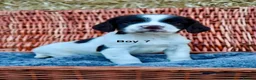 English Springer Spaniel dogs for sale: 1 boy left. Heath Tested Springer Spaniel Pups - Advert 19