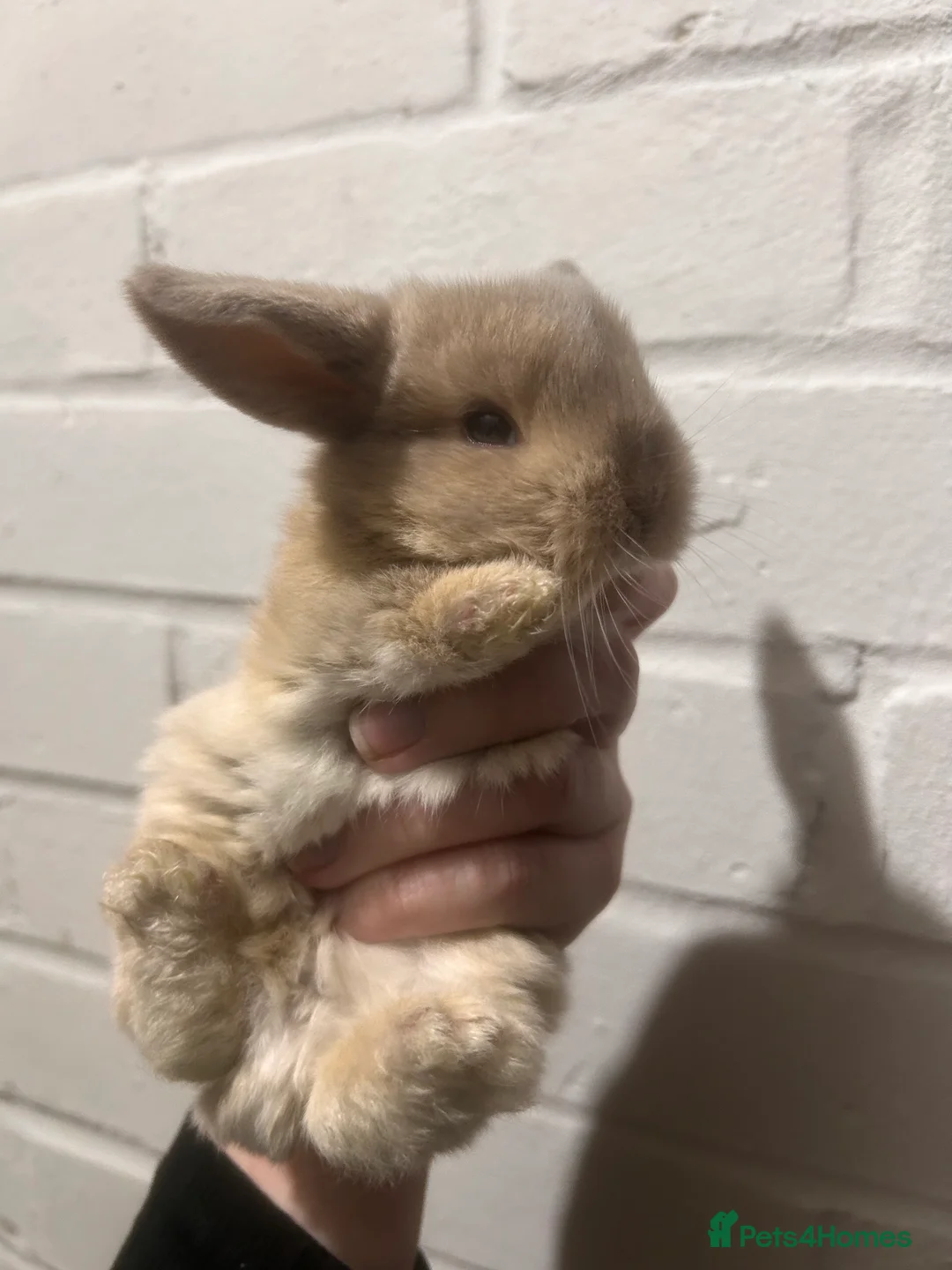 Mini Lop rabbits for sale: Beautiful mini lop Bunnies - Advert 2