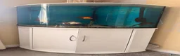Fancy Goldfish fish for sale: Four fancy gold fish and one plec  in Malvern - Advert 1