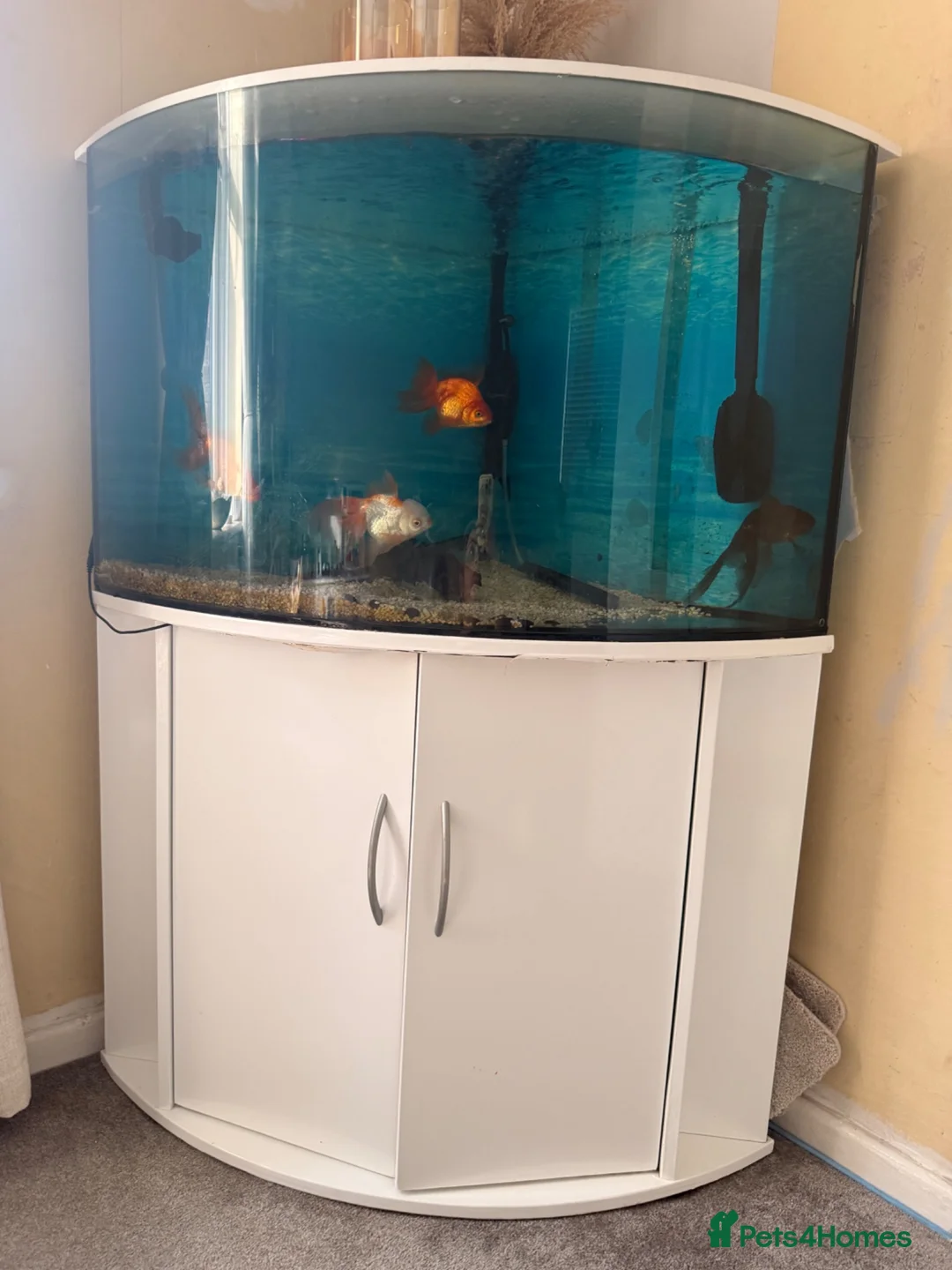 Fancy Goldfish fish for sale: Four fancy gold fish and one plec  in Malvern - Advert 1