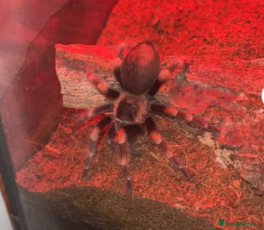 Tarantulas invertebrates FEMALE MEXICAN RED KNEE WITH COMPLETE SETUP - Advert 6