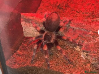 Tarantulas invertebrates FEMALE MEXICAN RED KNEE WITH COMPLETE SETUP - Advert 6