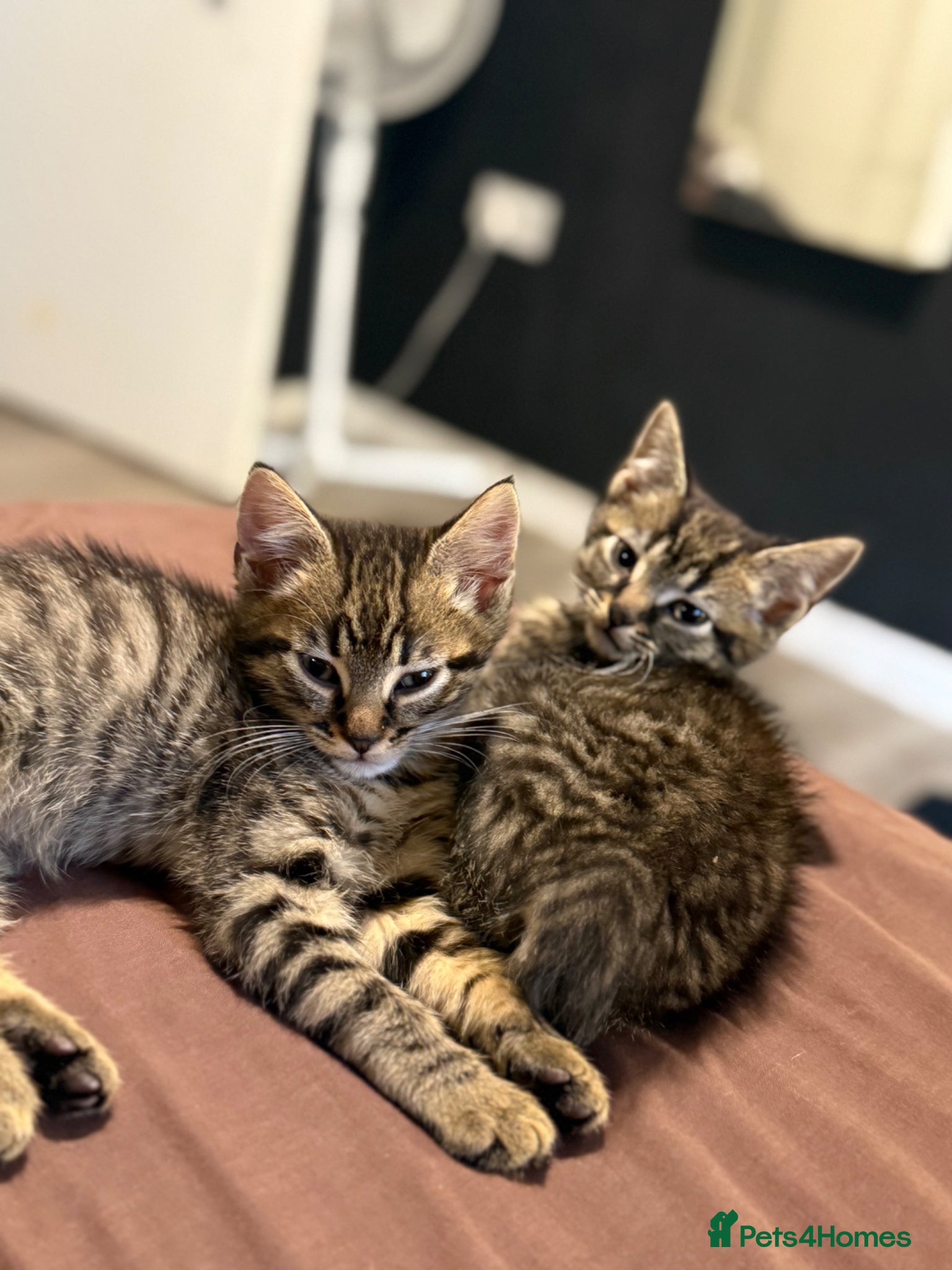 Mixed Breed cats Tortoise shell Kittens - Advert 8