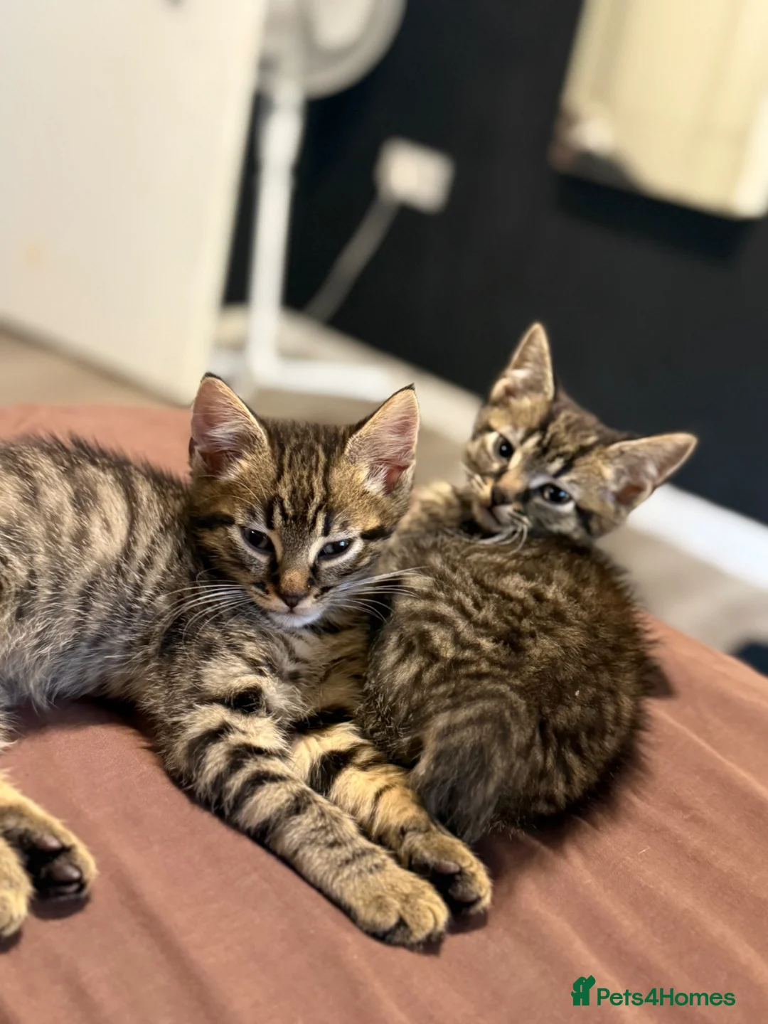 Mixed Breed cats for sale: Tortoise shell Kittens - Advert 1