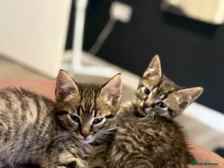 Mixed Breed cats Tortoise shell Kittens - Advert 8