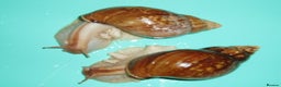 Snails invertebrates for sale: PANTHERA "GOLD" GIANT AFRICAN LAND SNAILS - Advert 2