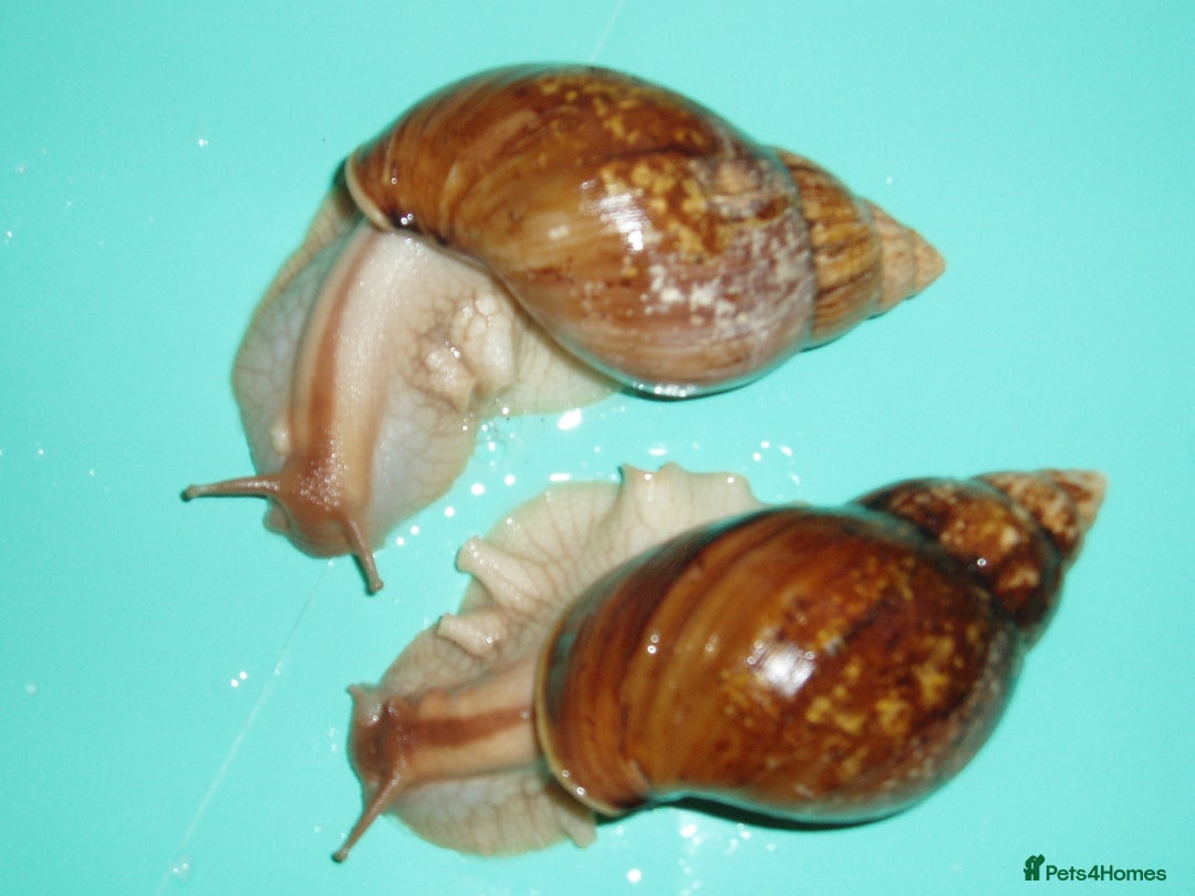 Snails invertebrates for sale: PANTHERA "GOLD" GIANT AFRICAN LAND SNAILS - Advert 2