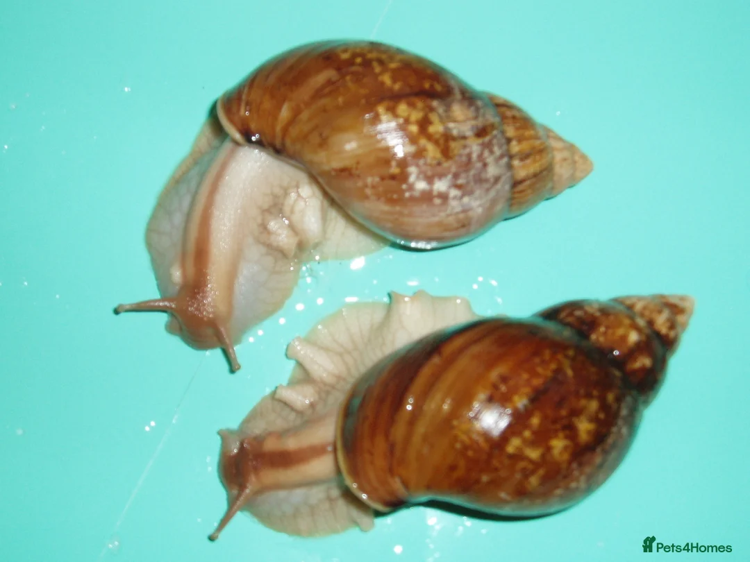 Snails invertebrates for sale: PANTHERA "GOLD" GIANT AFRICAN LAND SNAILS (7cm) - Advert 2