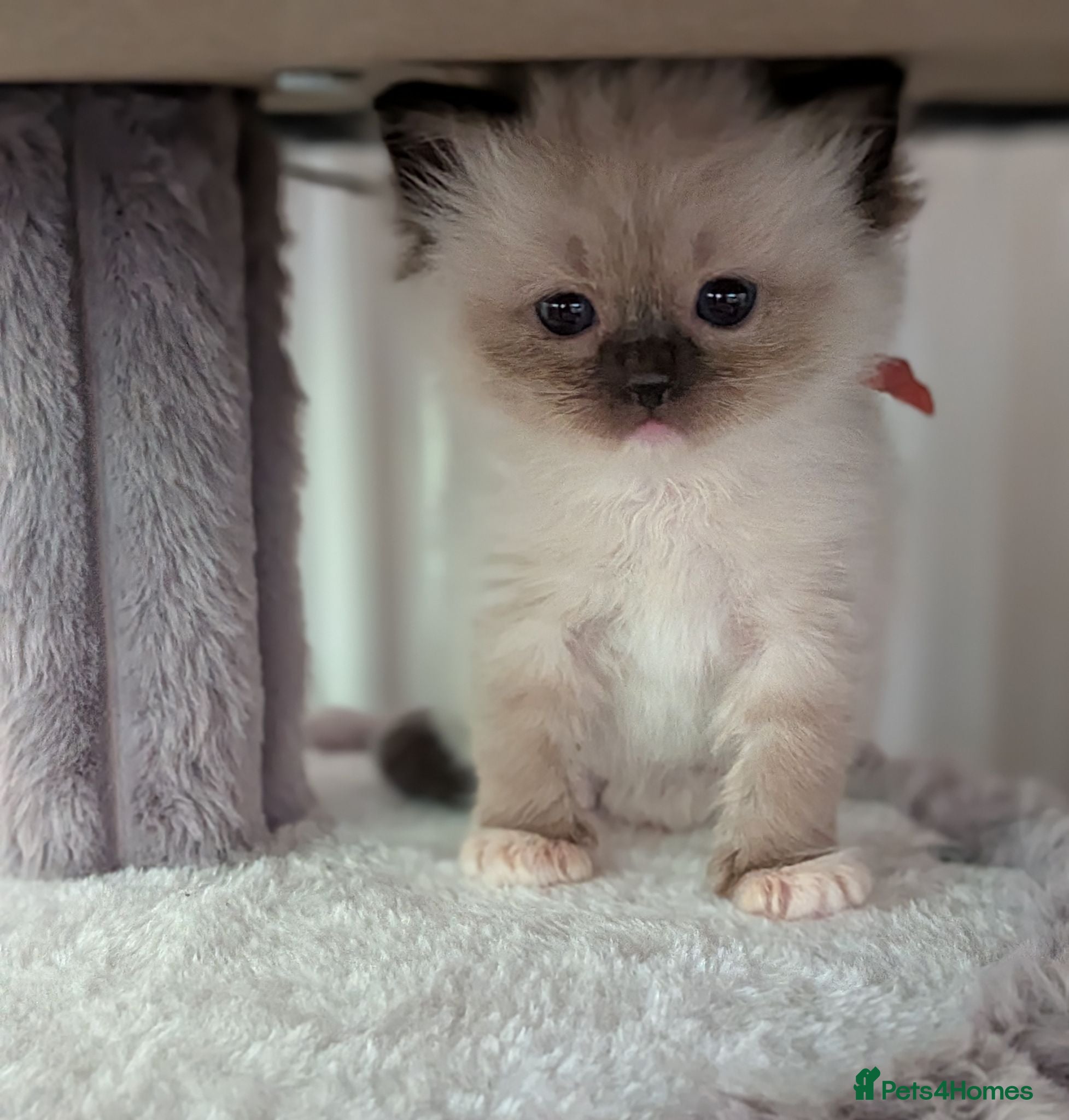 Ragdoll cats GCCF Ragdolls • Grand Champion • Blue/Seal/Lynx - Advert 1