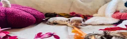 Miniature Dachshund dogs for sale: Beautiful Miniature Dachshund Puppies  - Advert 16