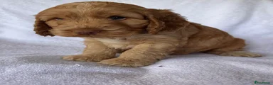 Cockapoo 6
