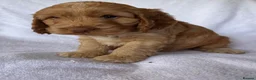 Cockapoo dogs for sale: Adorable f1 cockapoos - Advert 12