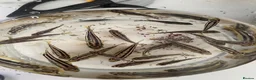 Cichlids fish for sale: african cichlids  in Barnsley - Advert 4