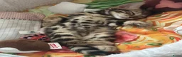 Bengal cats for sale: Baby pure bengal male  - Advert 8