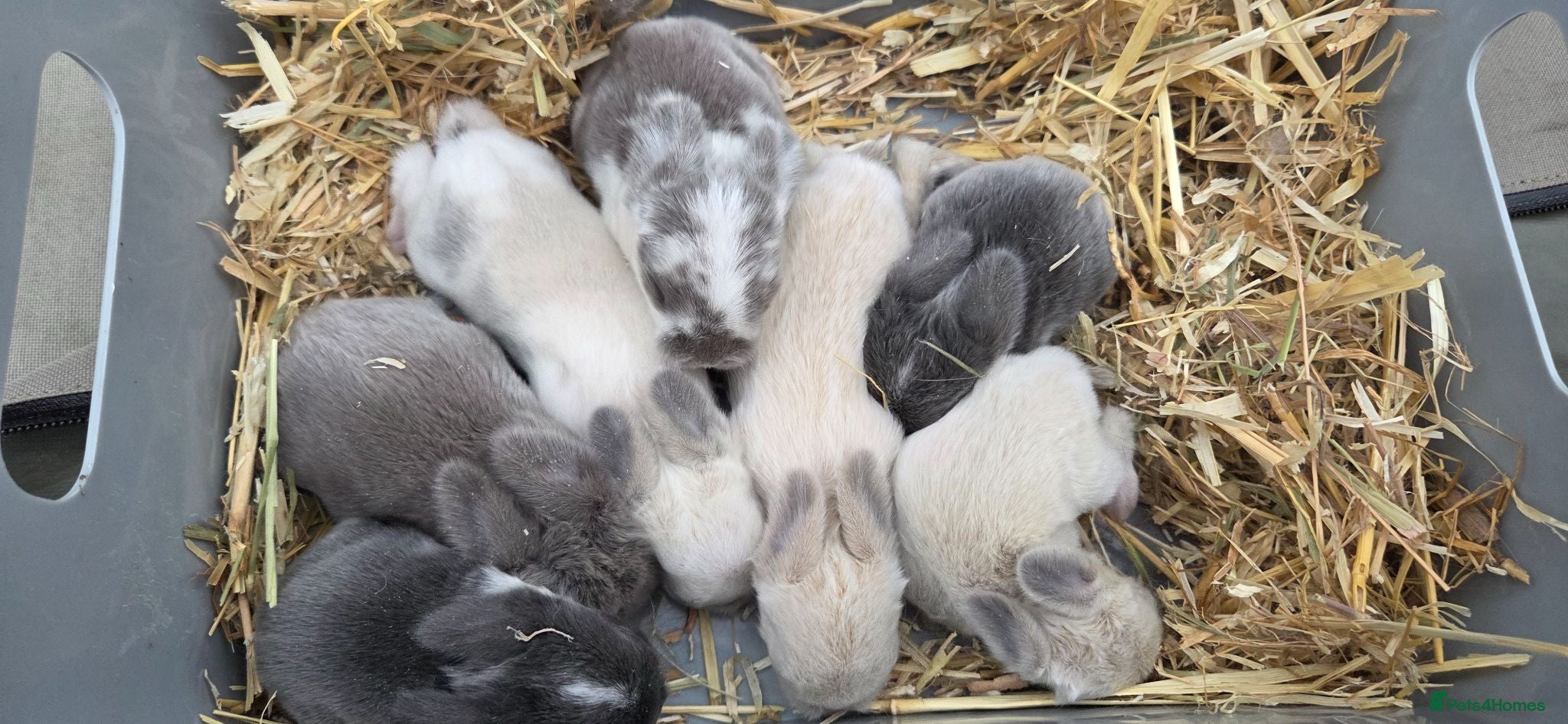 Mini Lop rabbits Mini lop  - Advert 4