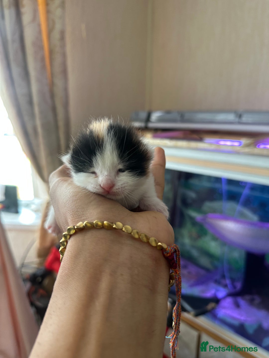 Norwegian Forest Cat cats for sale: Kittens for sale  - Image 14