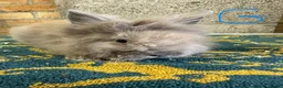 Lionhead rabbits for sale: Lionhead Rabbits For Sale  - Advert 4
