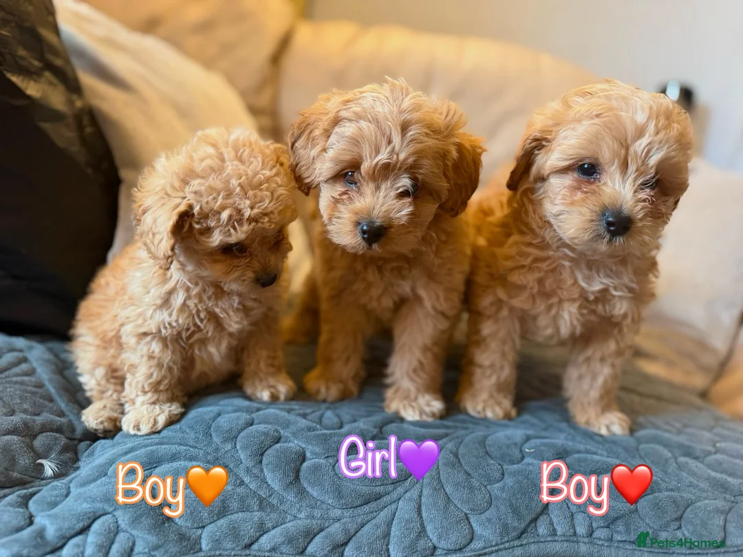 Miniature Poodle dogs for sale: Minature Poodle puppys!🐶🐾 - Advert 2