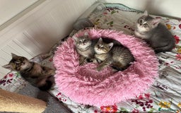 British Shorthair cats for sale: 5 Adorable British Shorthair Kittens - Image 23