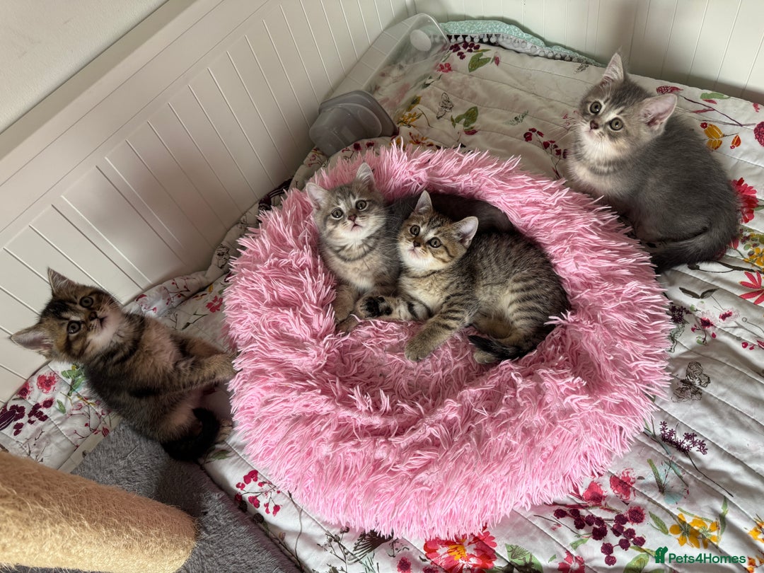 British Shorthair cats for sale: 5 Adorable British Shorthair Kittens - Image 23