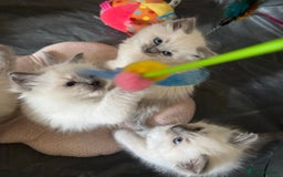 Ragdoll cats for sale: Quality Ragdolls for perfect homes - Image 1