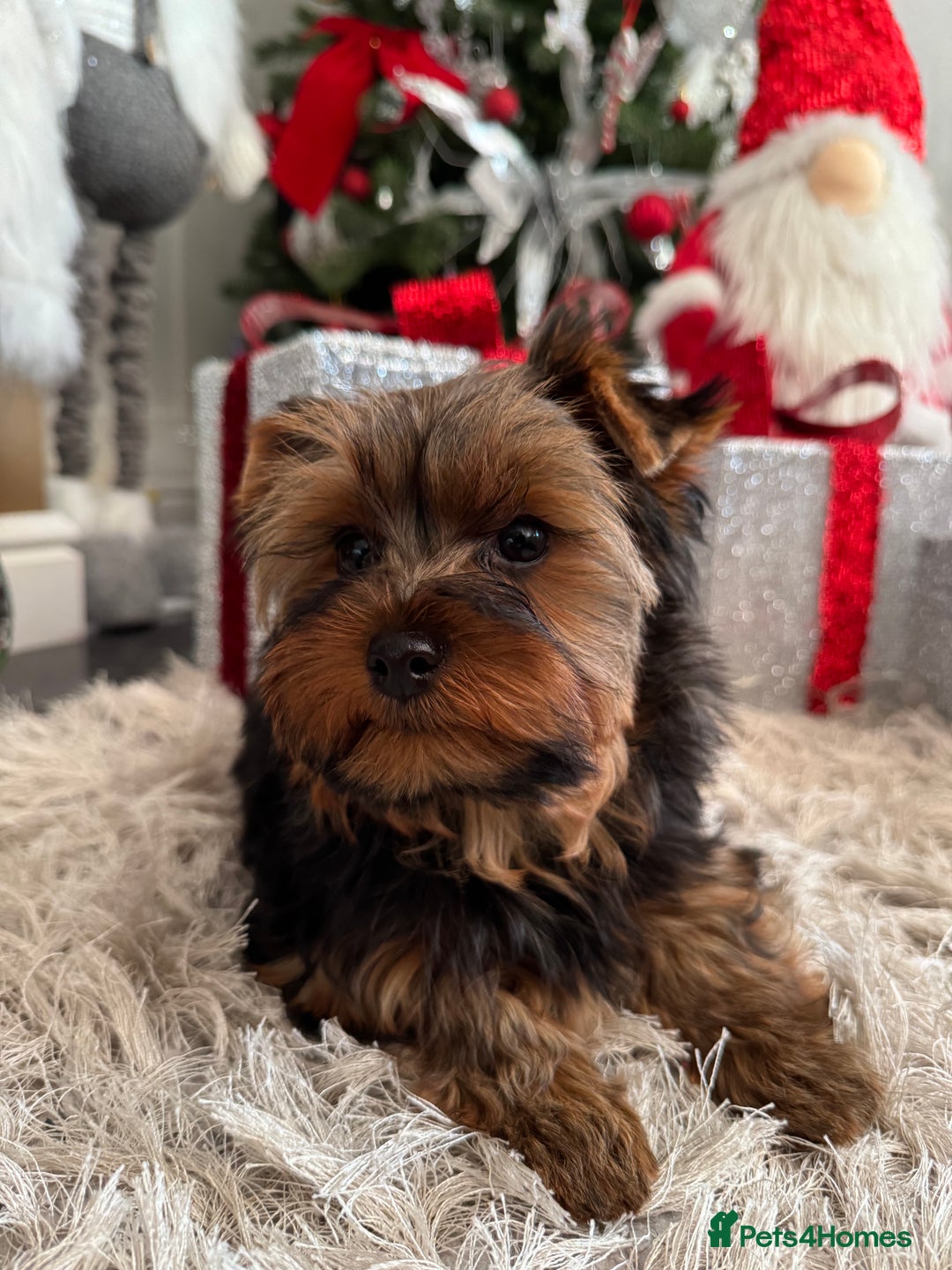 Yorkshire Terrier dogs for sale: Beautiful Pedigree Yorkshire Terrier puppies. - Advert 31