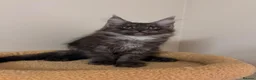 Maine Coon cats for sale: PROUDLY LICENSED, FULLY REGISTERED CATTERY!!  - Advert 17