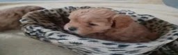 Shihpoo dogs for sale: Fur babies - Advert 3