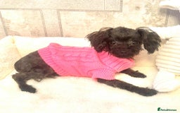 Toy Poodle dogs for sale: Asian toy poodle girl.  - Image 9