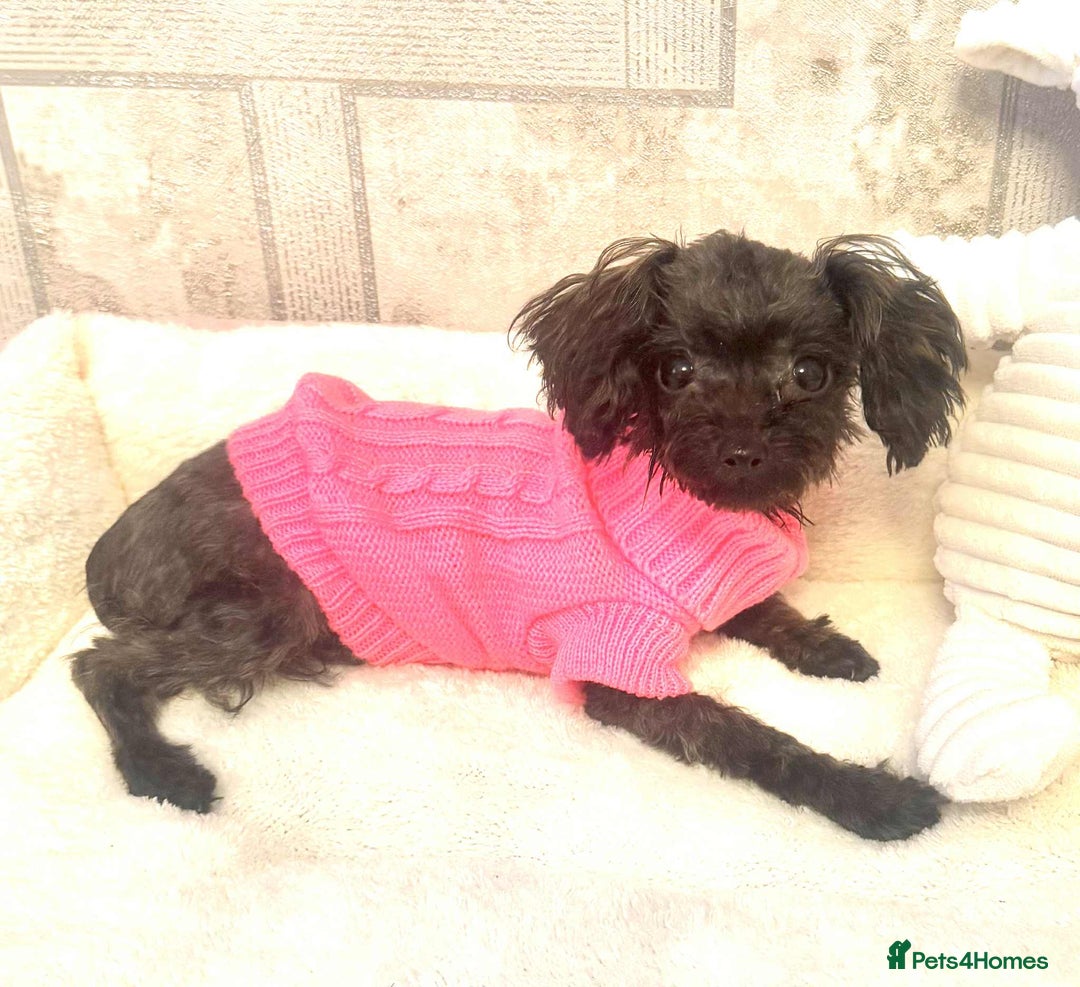 Toy Poodle dogs for sale: Asian toy poodle girl.  - Image 9