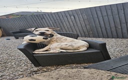 Mixed Breed dogs for sale: Snoopy staffy X Dalmatian  - Image 4