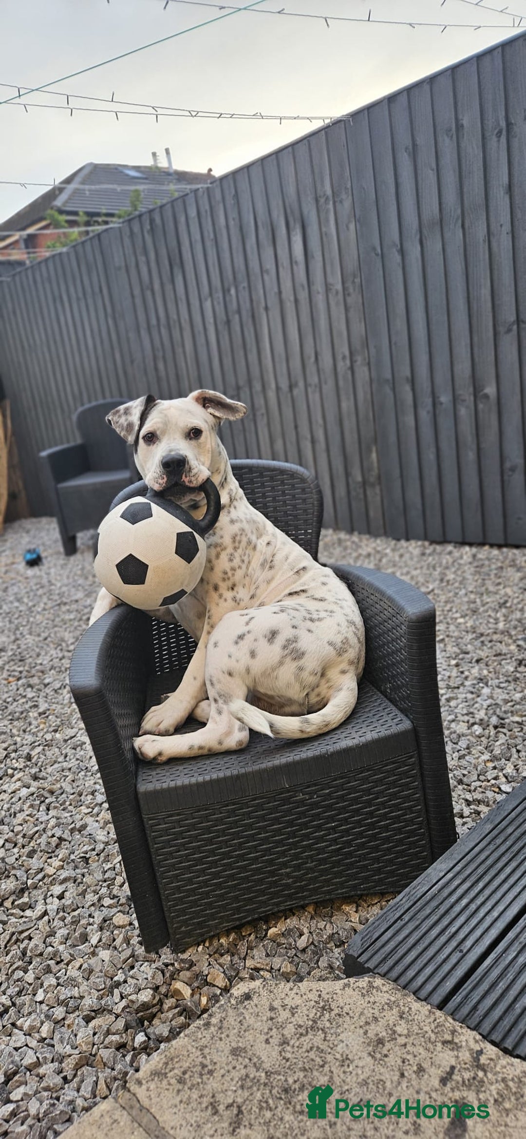 Mixed Breed dogs for sale: Snoopy staffy X Dalmatian  - Image 4