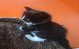 Maine Coon cats for sale: Stunning maincoon cross kittens  - Image 4