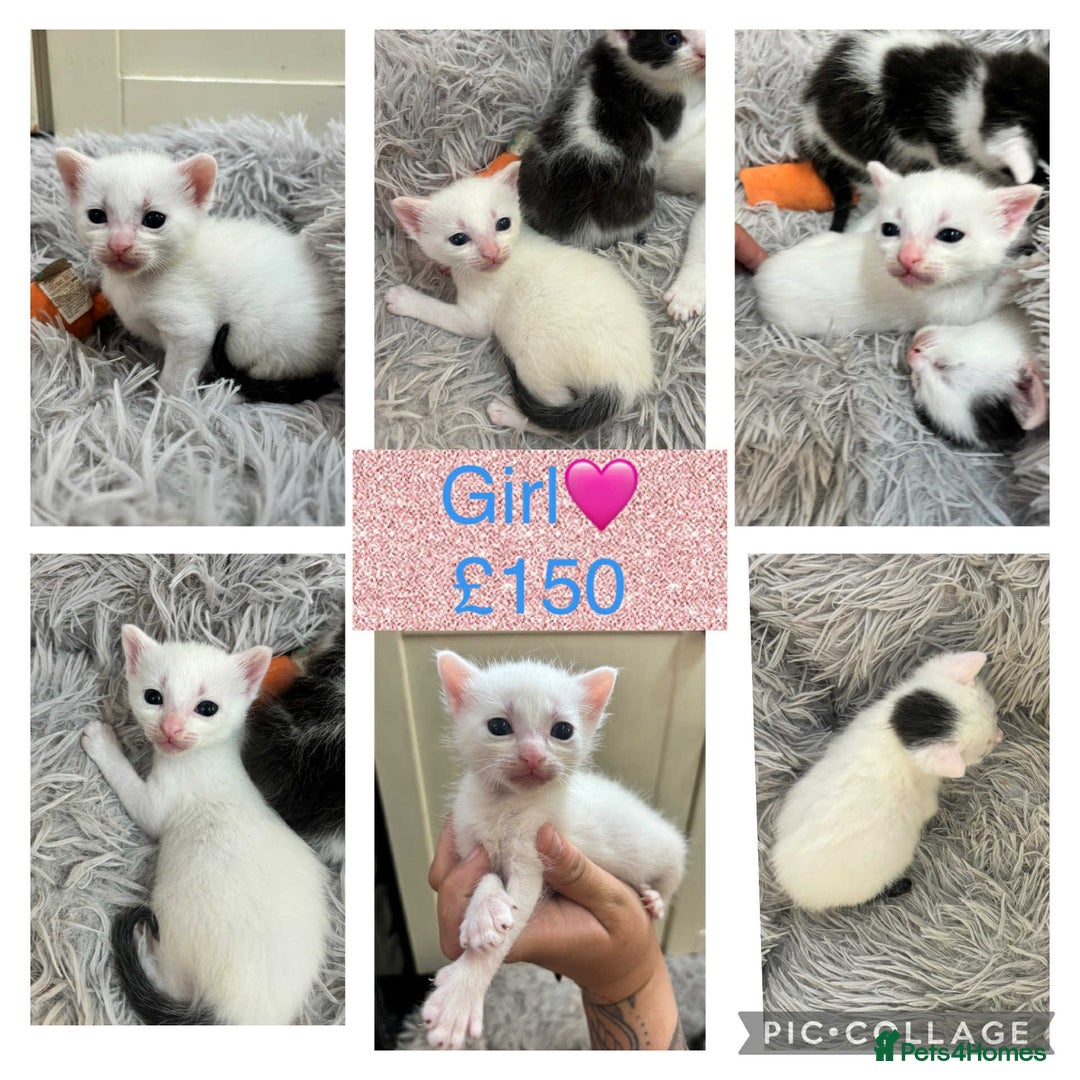 British Shorthair cats for sale: One boy two girls mixed breed kittens - Image 3