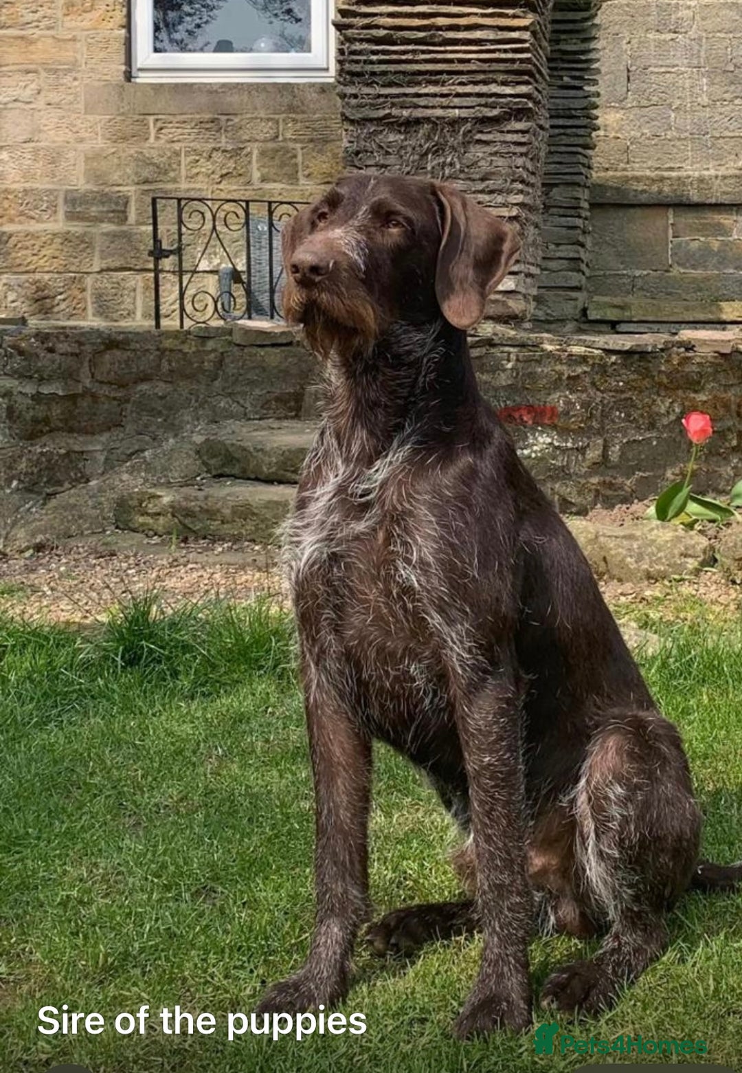 German Wirehaired Pointer dogs for sale: German Wirehaired Pointer pups - ready soon! - Advert 6