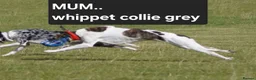 Lurcher dogs for sale: Lurcher pups  in Swadlincote - Advert 2